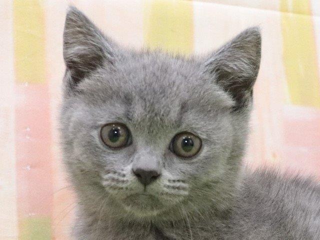 大阪府のブリティッシュショートヘアー (アミーゴ鳳店/2024年4月23日生まれ/女の子/ブルー)の子猫