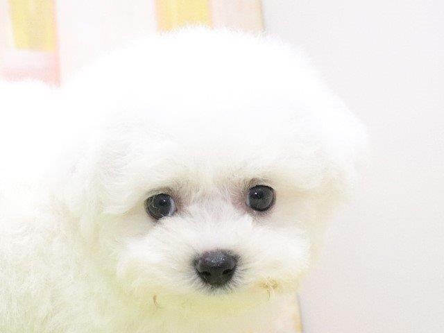 大阪府のビションフリーゼ (アミーゴ鳳店/2024年4月23日生まれ/男の子/ホワイト)の子犬