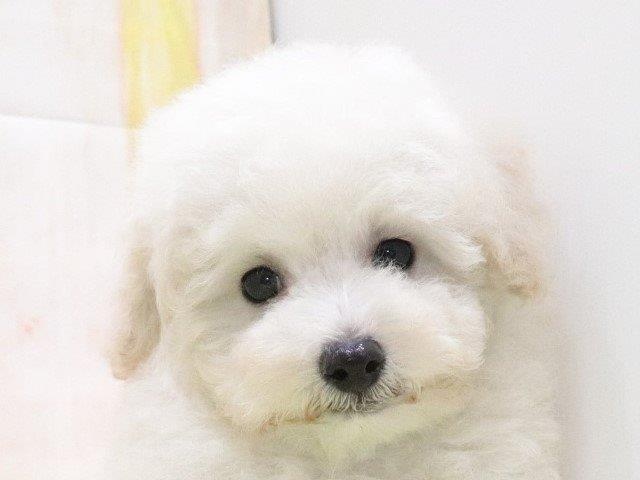 大阪府のトイプードル(トイ) (アミーゴ鳳店/2024年4月25日生まれ/男の子/ホワイト)の子犬