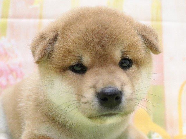 大阪府の柴犬(標準サイズ) (アミーゴ鳳店/2024年4月25日生まれ/男の子/赤)の子犬