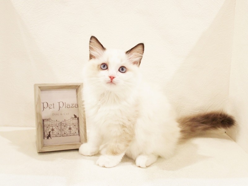 兵庫県のラグドール (アミーゴ神戸灘店/2024年4月7日生まれ/女の子/シールポイントバイカラー)の子猫