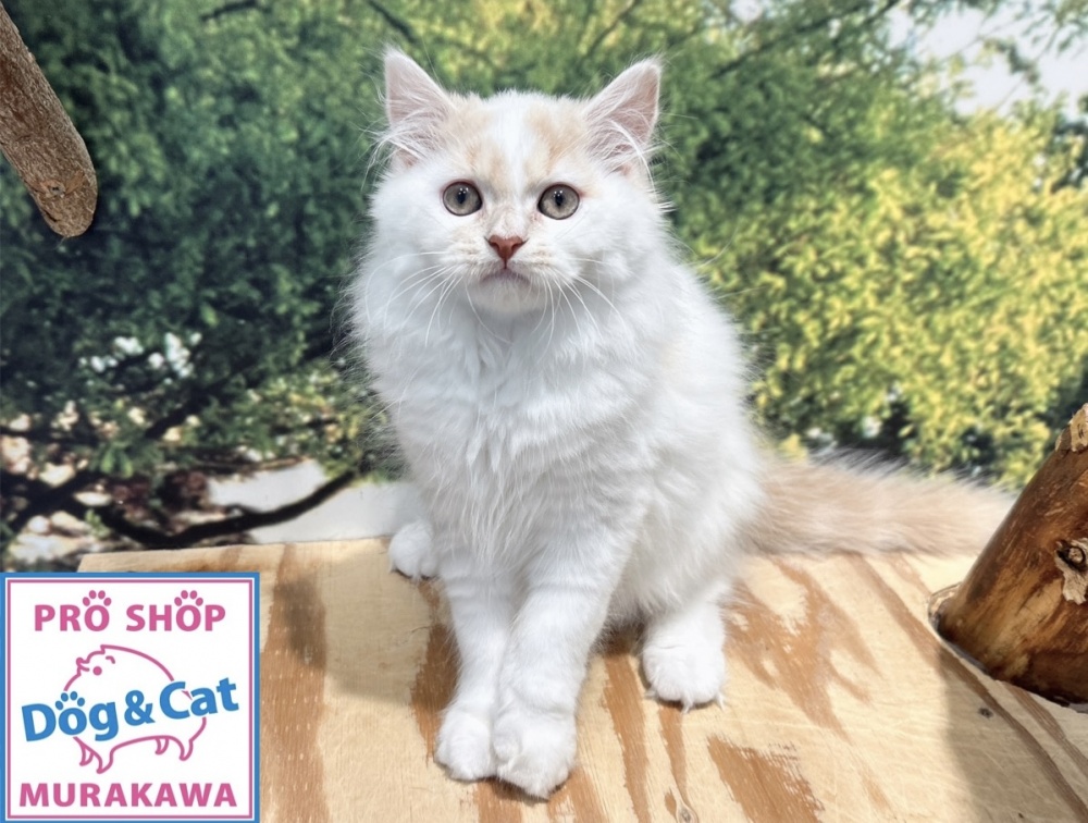 広島県のスコティッシュフォールド (アミーゴ温品店/2024年3月17日生まれ/男の子/クリームタビーホワイトバン)の子猫