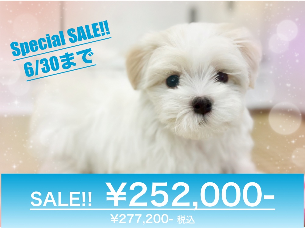 岡山県のハーフ犬 (アミーゴ中庄店/2024年3月15日生まれ/女の子/ホワイト)の子犬