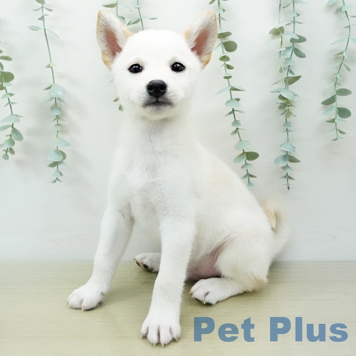 福島県の柴犬(標準サイズ) (アミーゴ福島西店/2024年4月13日生まれ/男の子/白)の子犬