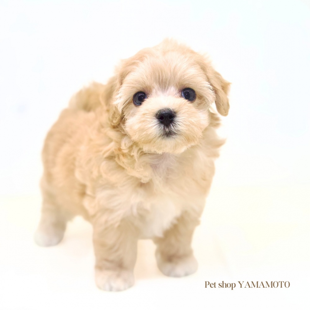 岡山県のハーフ犬 (アミーゴ大安寺店/2024年4月25日生まれ/女の子/クリーム)の子犬