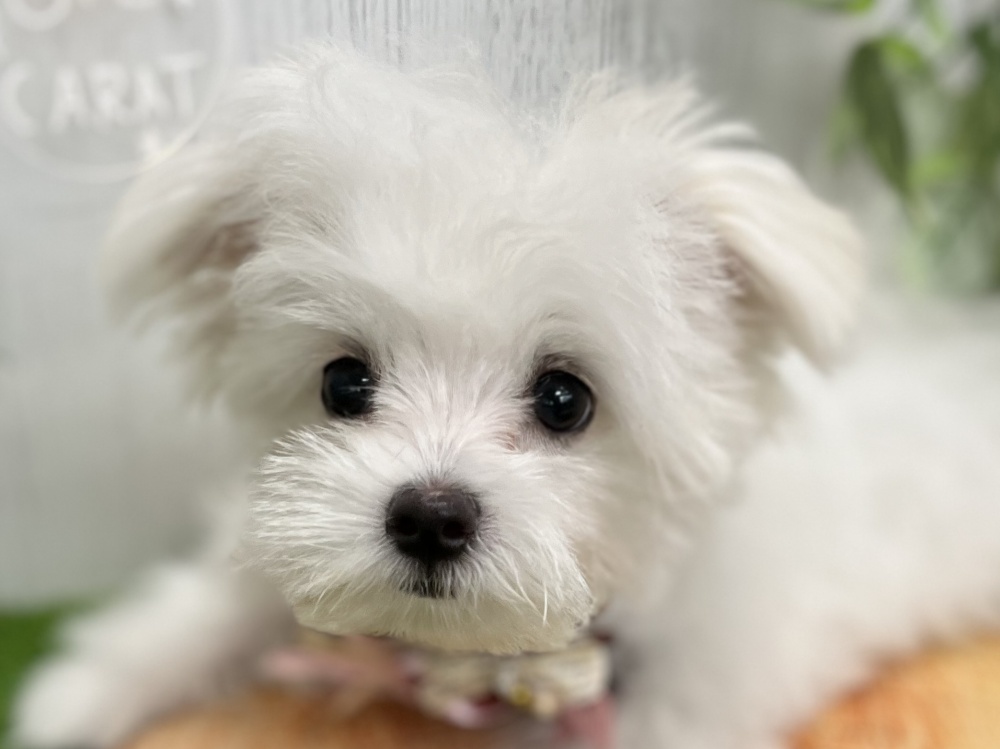 香川県のハーフ犬 (アミーゴ高松店/2024年2月8日生まれ/女の子/ホワイト)の子犬