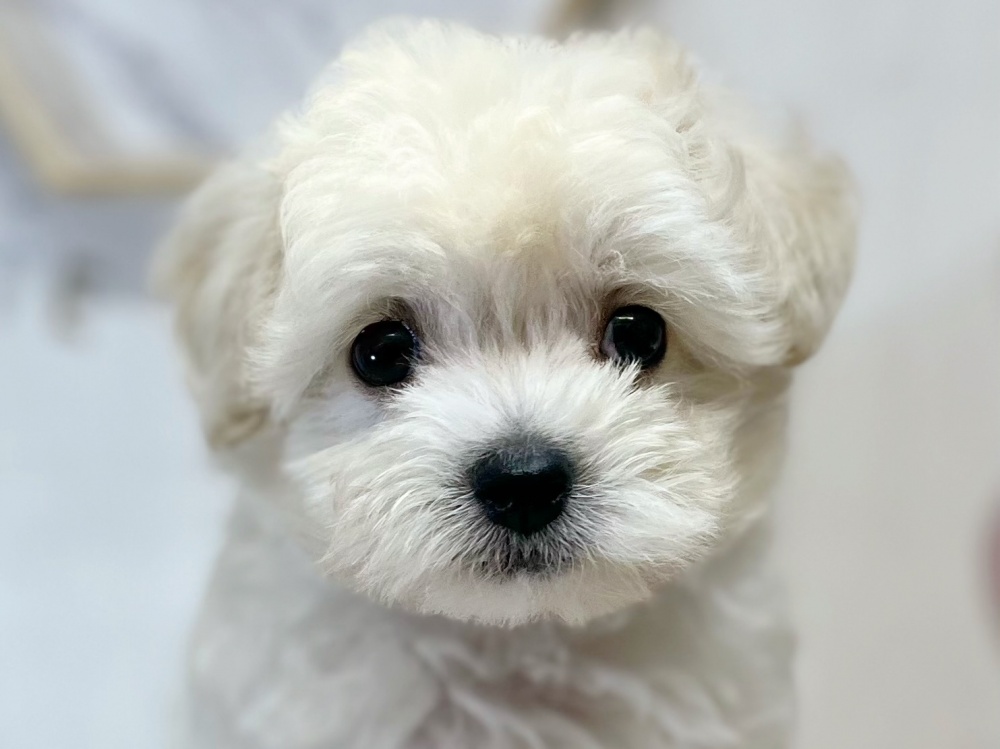 高知県のハーフ犬 (アミーゴ高知店/2024年4月25日生まれ/女の子/クリーム)の子犬