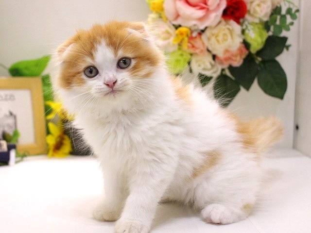 兵庫県のスコティッシュフォールド (アミーゴ三田店/2024年4月27日生まれ/男の子/レッドタビーホワイト)の子猫