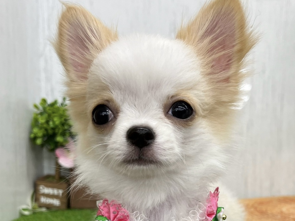 香川県のチワワ(ロング) (アミーゴ高松店/2024年3月21日生まれ/女の子/クリーム)の子犬