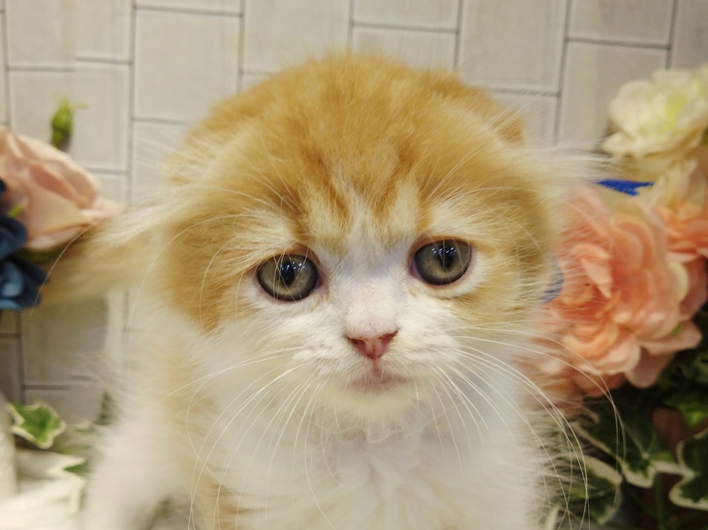 香川県のスコティッシュフォールド (アミーゴ丸亀店/2024年4月22日生まれ/男の子/レッドタビーホワイト)の子猫