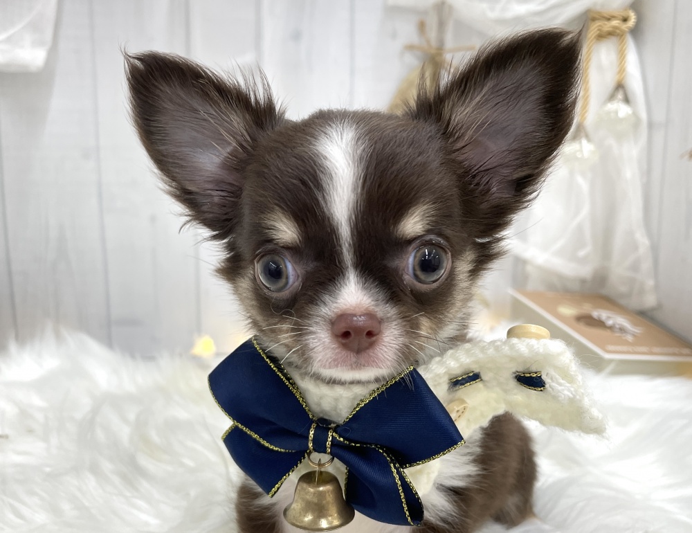 香川県のチワワ(ロング) (アミーゴ屋島店/2024年4月11日生まれ/女の子/チョコレートタンホワイト)の子犬