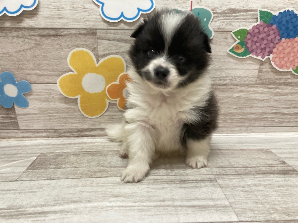 宮城県のハーフ犬 (アミーゴ多賀城店/2024年4月11日生まれ/男の子/ブラックホワイト)の子犬