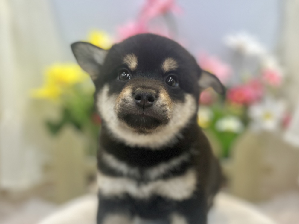 2024年4月28日生まれの柴犬(標準サイズ)の1枚目の写真