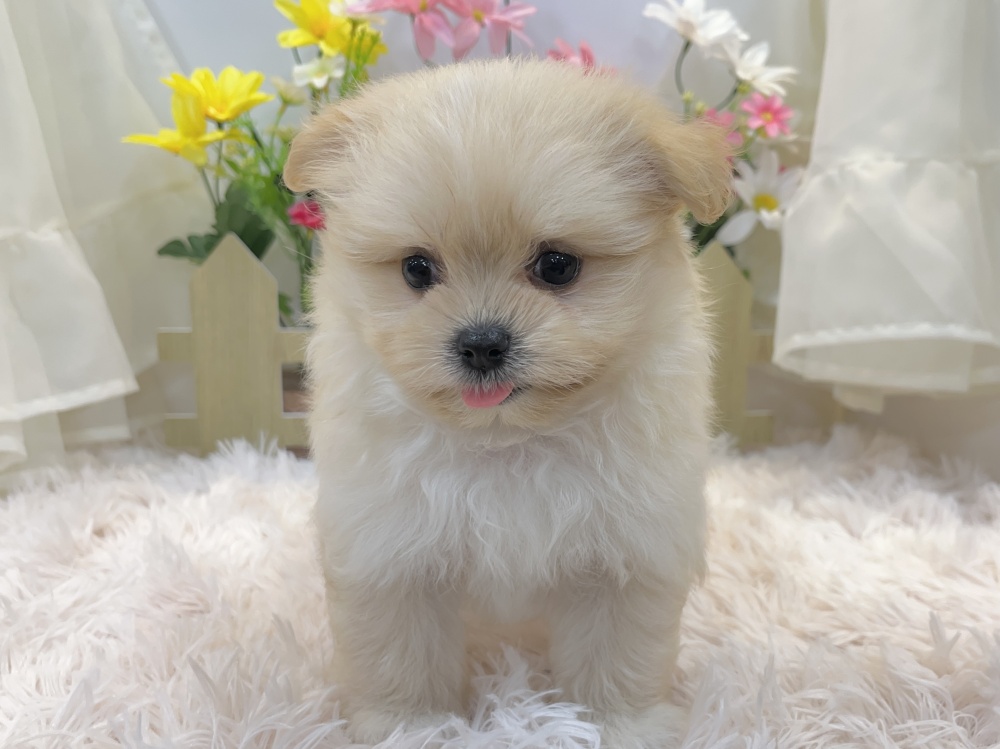 兵庫県のハーフ犬 (アミーゴ姫路飾磨店/2024年4月27日生まれ/女の子/クリーム)の子犬