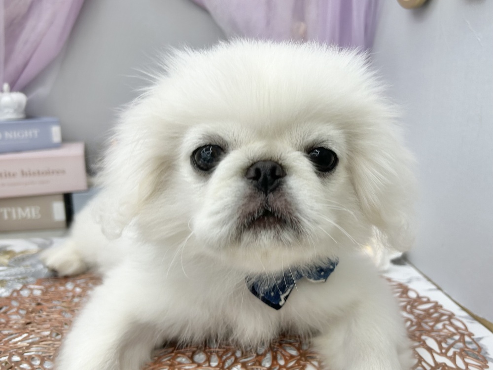 岡山県のペキニーズ (アミーゴ高屋店/2024年3月1日生まれ/男の子/ホワイト)の子犬