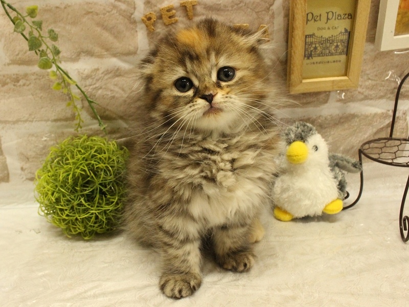 兵庫県のスコティッシュフォールド (アミーゴ加古川店/2024年4月28日生まれ/女の子/ブラウンパッチドタビー)の子猫