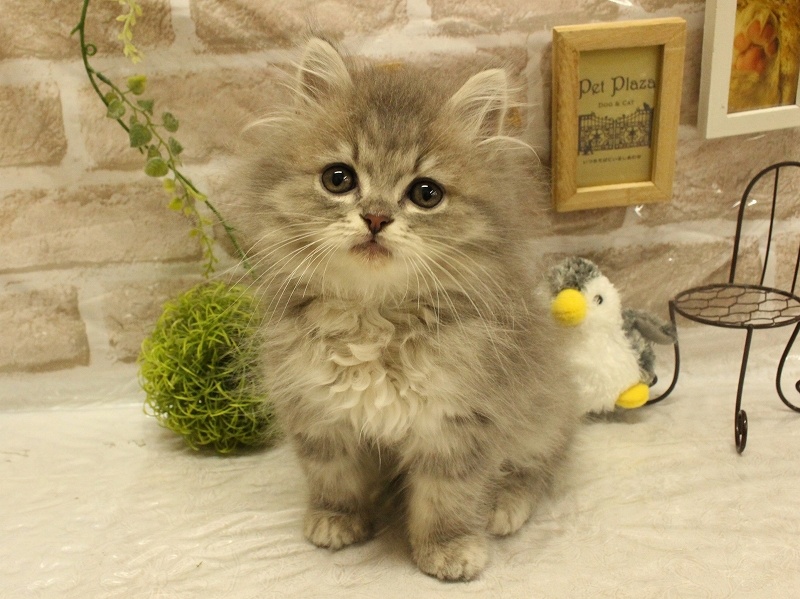 兵庫県のスコティッシュフォールド (アミーゴ加古川店/2024年4月28日生まれ/男の子/ブルータビー)の子猫
