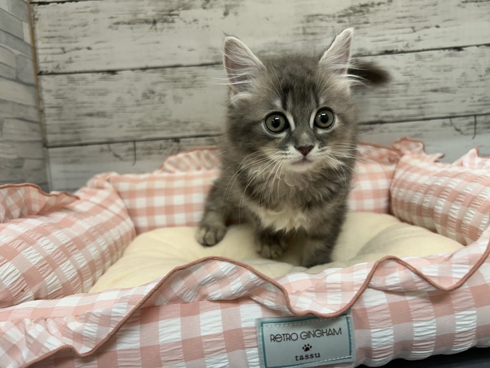 広島県のラガマフィン (アミーゴ多治米店/2024年4月25日生まれ/女の子/ブルーパッチドタビー)の子猫