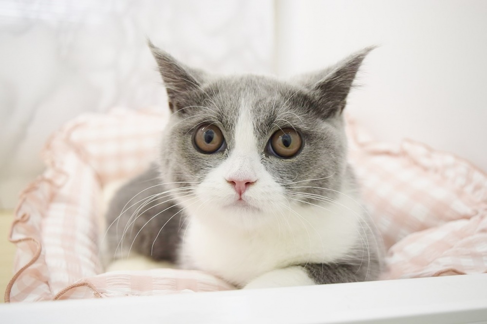 広島県のブリティッシュショートヘアー (アミーゴ宇品店/2024年2月16日生まれ/女の子/ブルーホワイト)の子猫