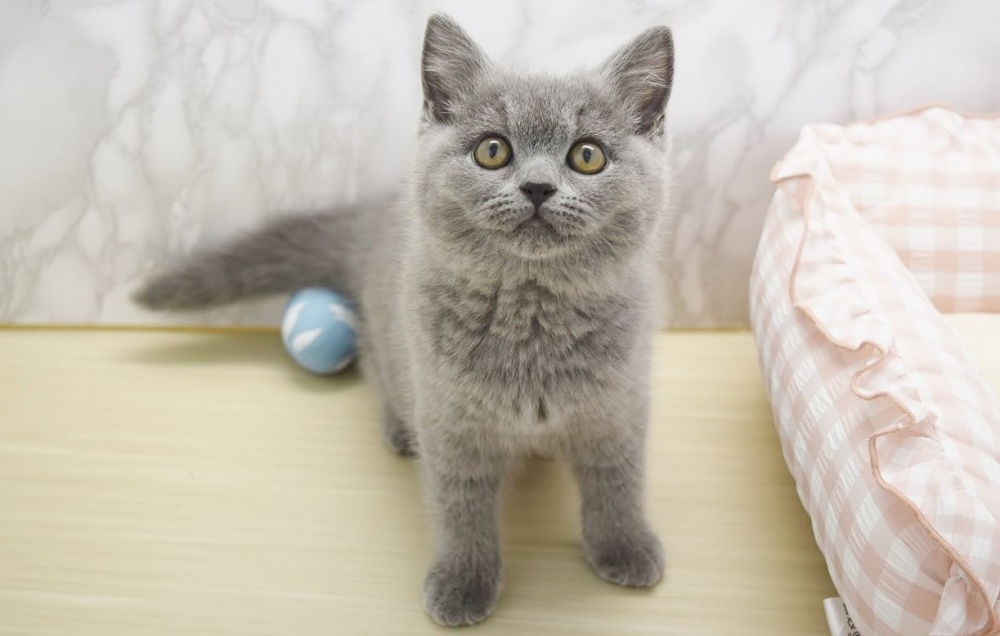 広島県のブリティッシュショートヘアー (アミーゴ宇品店/2024年4月11日生まれ/女の子/ブルー)の子猫