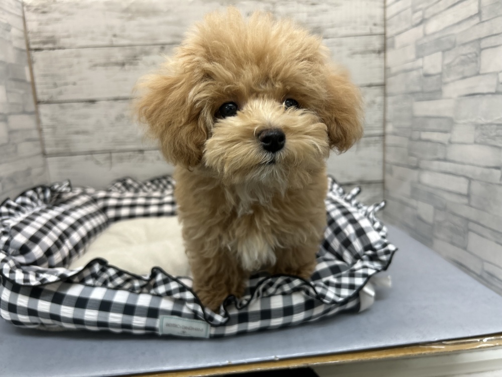 広島県のハーフ犬 (アミーゴ多治米店/2024年3月28日生まれ/男の子/クリーム)の子犬