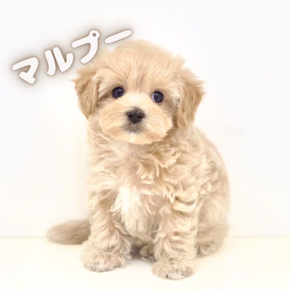岡山県のハーフ犬 (アミーゴ大安寺店/2024年4月21日生まれ/女の子/アプリコット)の子犬