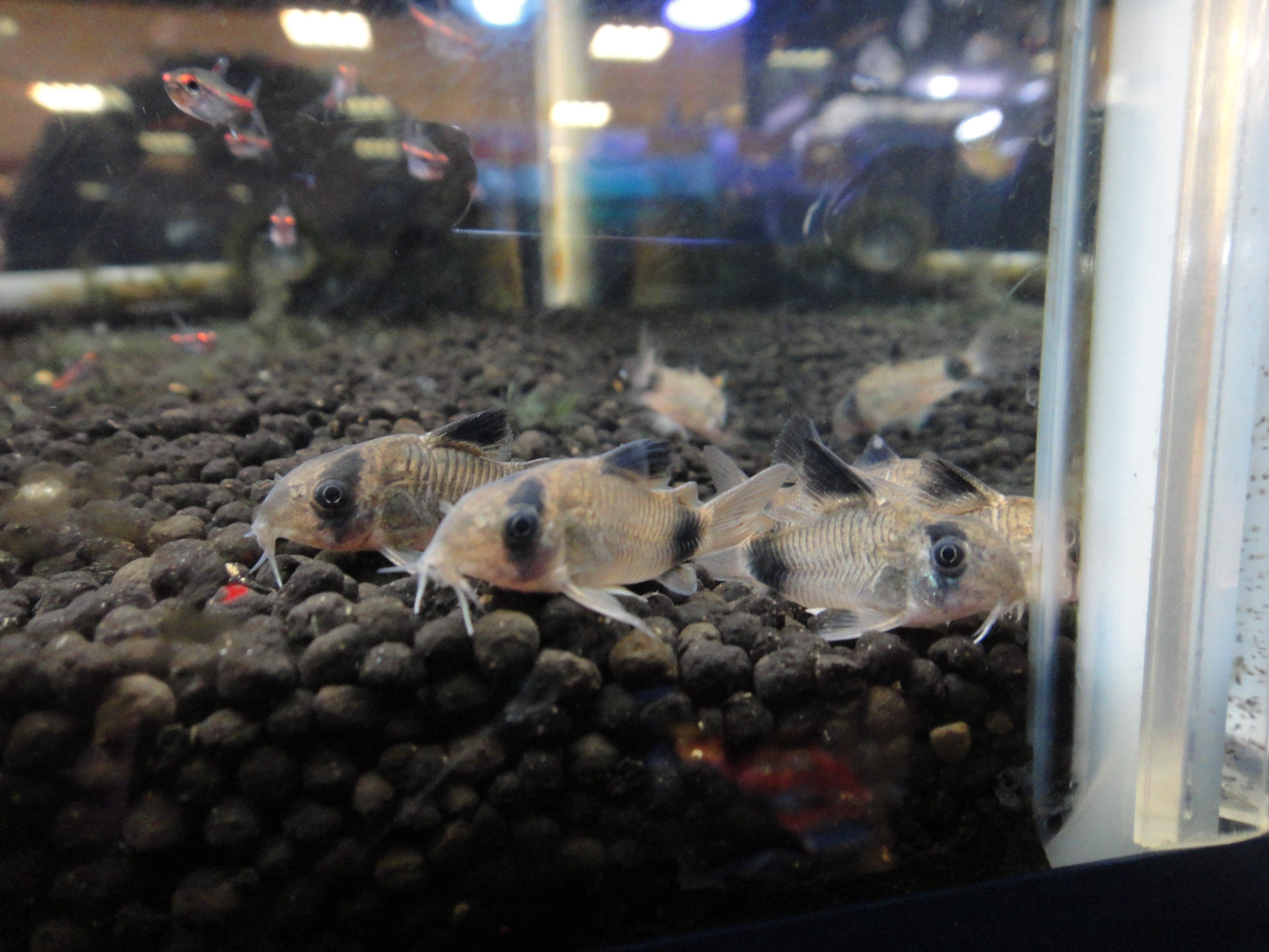 熱帯魚 カラシンフェアーのお知らせ ニュース一覧 ペットワールド アミーゴ