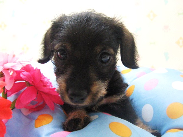 5月１９日わんちゃん入荷情報 ニュース一覧 ペットワールド アミーゴ