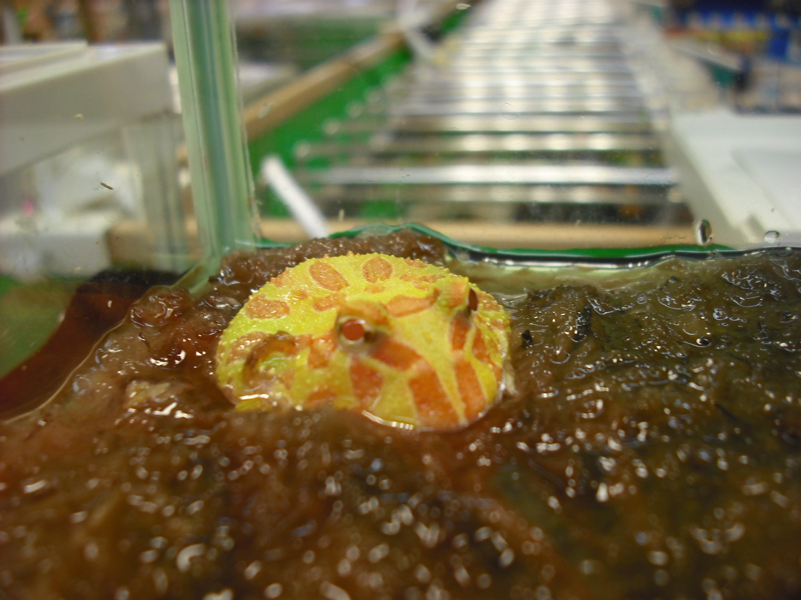 ツノガエル各種入荷 ニュース一覧 ペットワールド アミーゴ