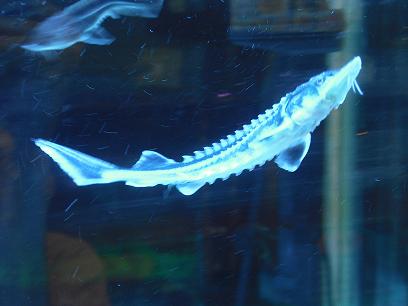 サメ入荷 ニュース一覧 ペットワールド アミーゴ