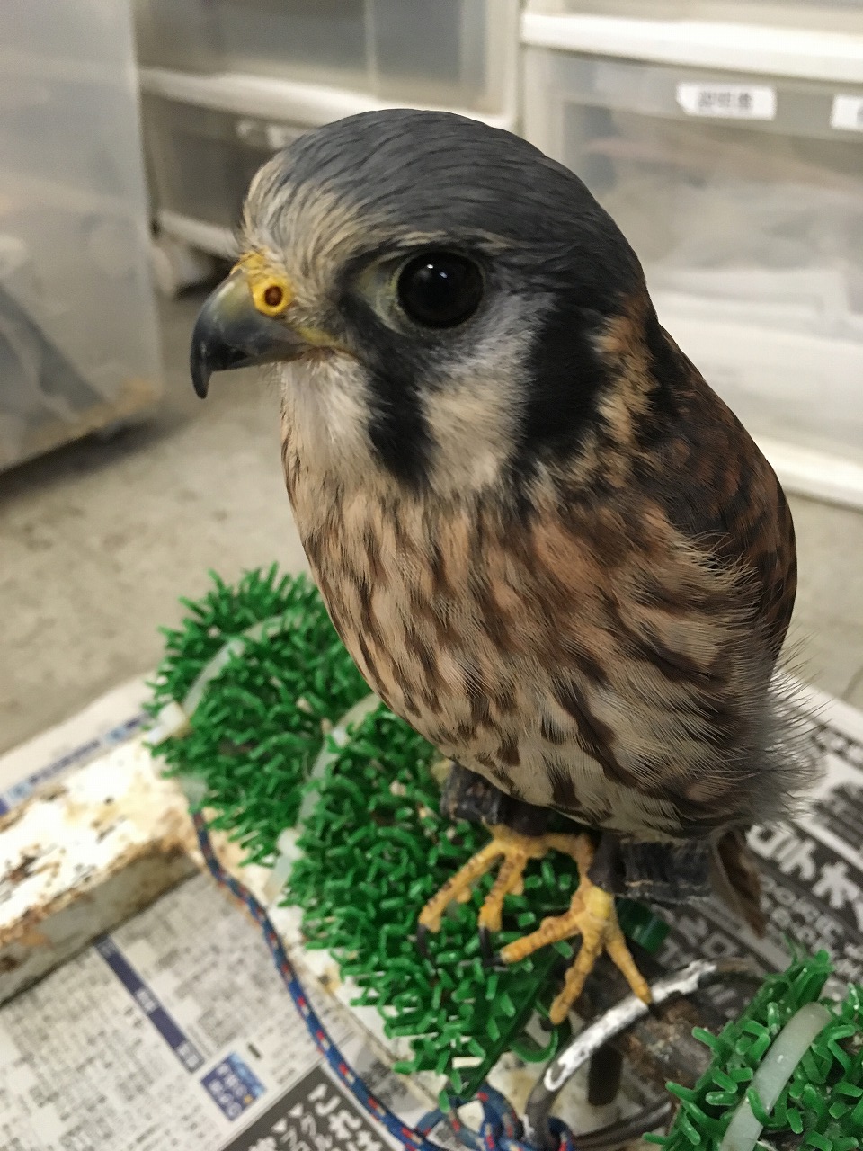 最も人気のある アメリカ チョウゲンボウ アメリカ チョウゲンボウ 餌の量