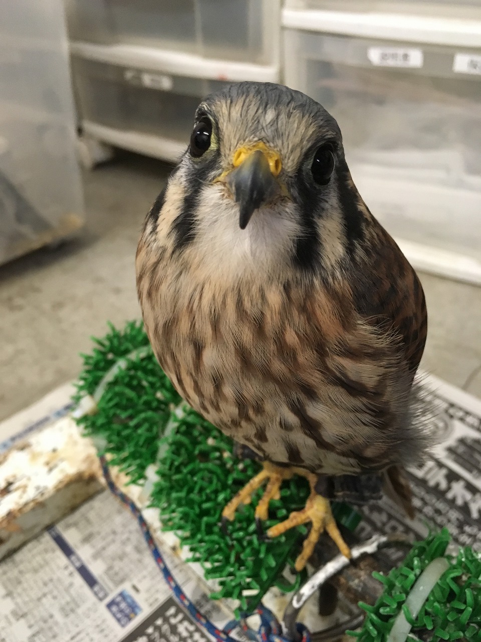 ニシアカアシチョウゲンボウ Red Footed Falcon Japaneseclass Jp