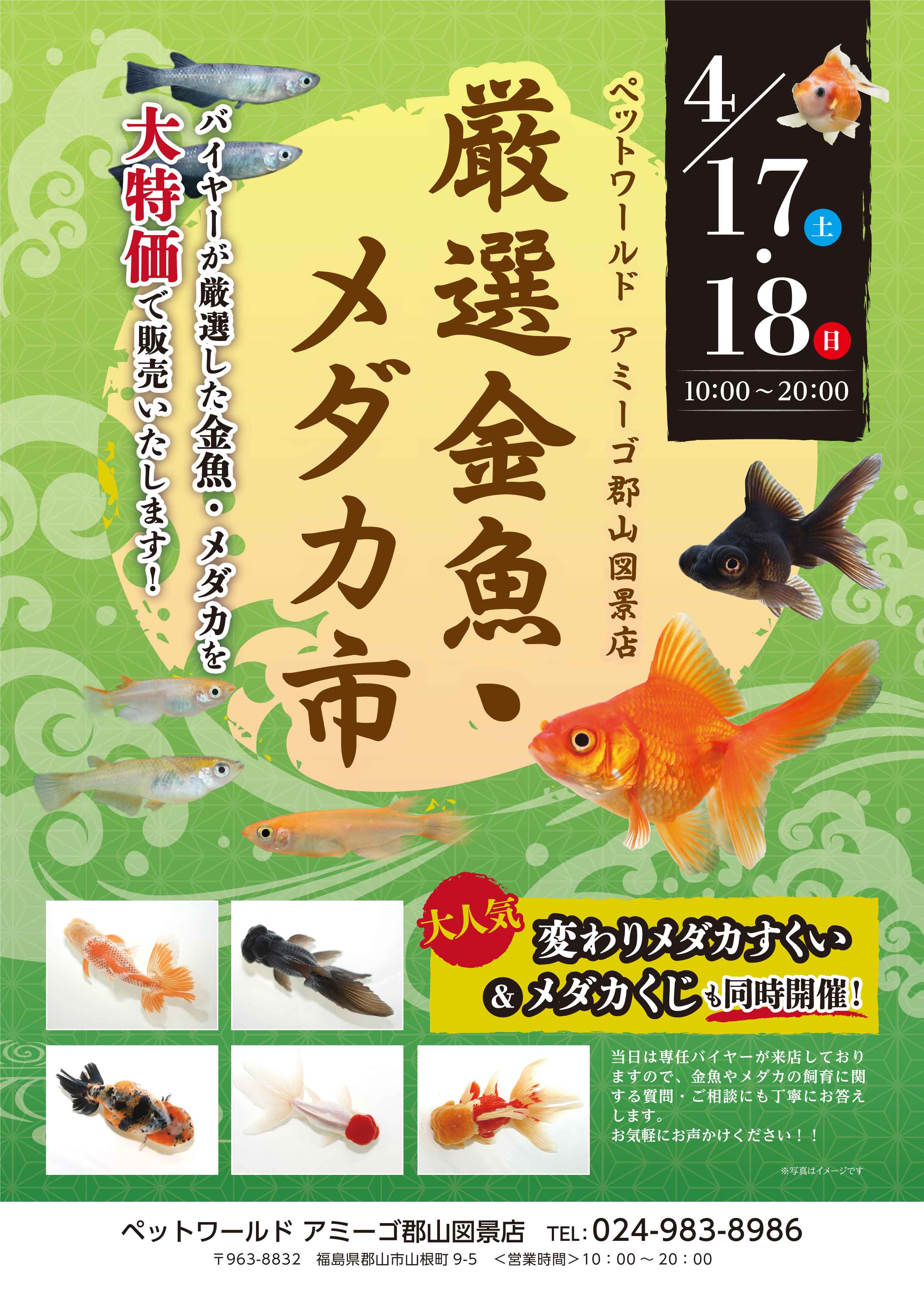 厳選金魚 メダカ即売会開催 ニュース一覧 ペットワールド アミーゴ