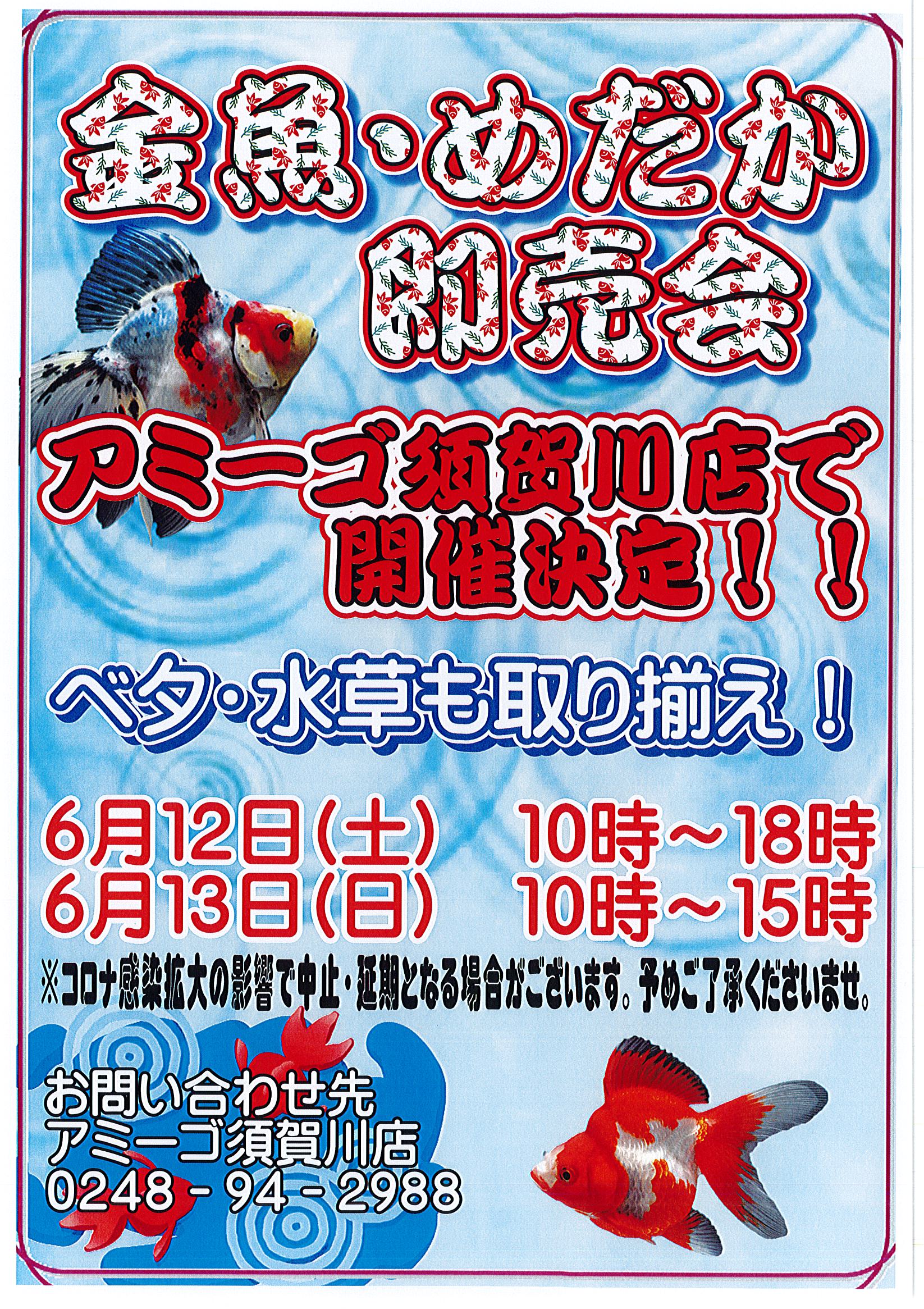 6 12 土 13 日 金魚 めだか即売会開催 ニュース一覧 ペットワールド アミーゴ