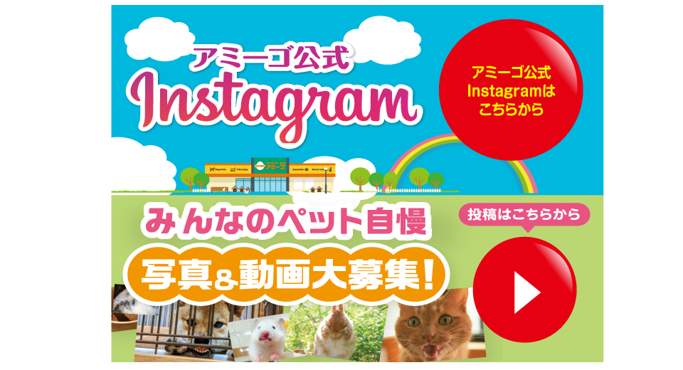 アミーゴ公式Instagramとみんなのペット自慢への紹介画像。みんなのペット自慢では写真や動画を大募集しています。